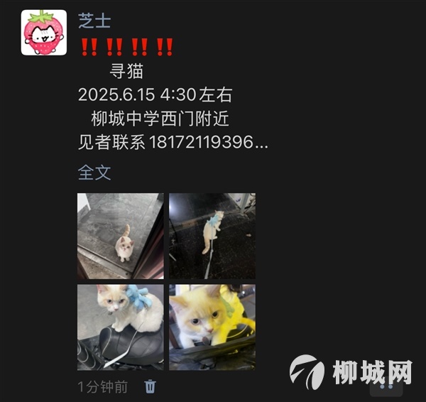 寻猫