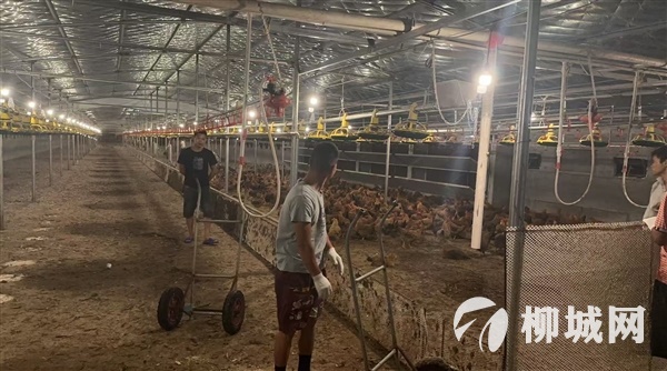 柳州立华抓鸡队