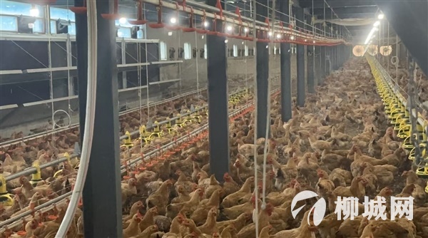 柳州立华抓鸡队